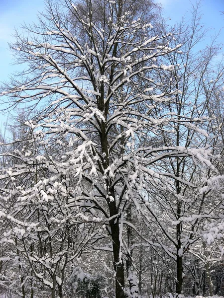 观看冬季的景色 — 图库照片