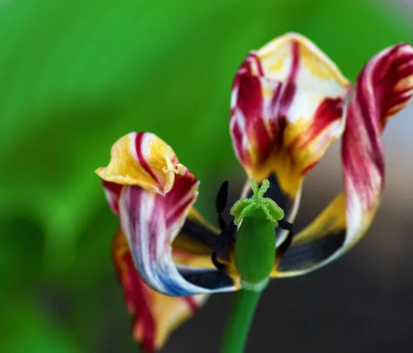 郁金香 自然界盛开的花朵 植物郁金香 — 图库照片