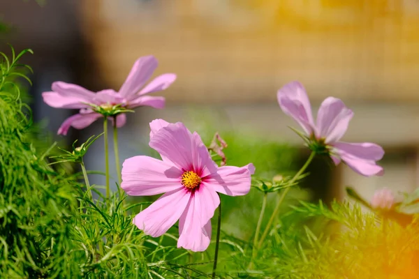 Fiori Prato Nella Città Tedesca Aalen Estate — Foto Stock