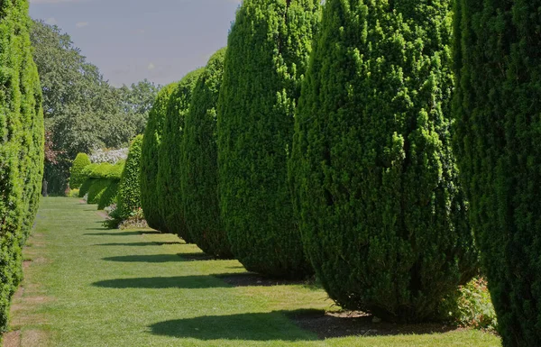 Linha Teixo Árvores Jardim Rural Inglês Inglaterra — Fotografia de Stock