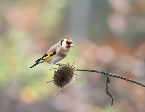 Small Countryside Bird European Goldfinch Teasel English Woodland — Stock Photo, Image