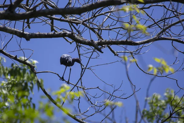 Küçük Mavi Bir Ağaç Dalı Içinde Böcekler Için Avcılık Balıkçıl — Stok fotoğraf