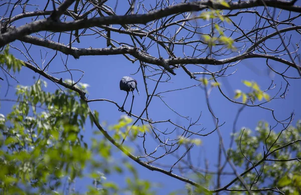 Kleiner Blaureiher Egretta Caerulea Thront Auf Einem Ast — Stockfoto