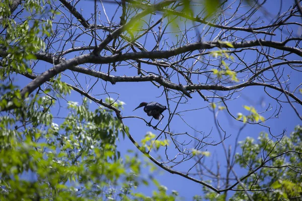 Piccolo Airone Azzurro Egretta Caerulea Che Defeca Ramo Albero — Foto Stock