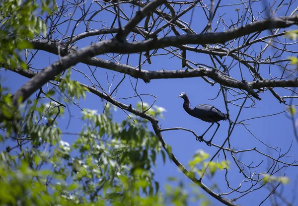 木の枝の上に腰掛けて 少しブルー ヘロン Egretta Caerulea — ストック写真