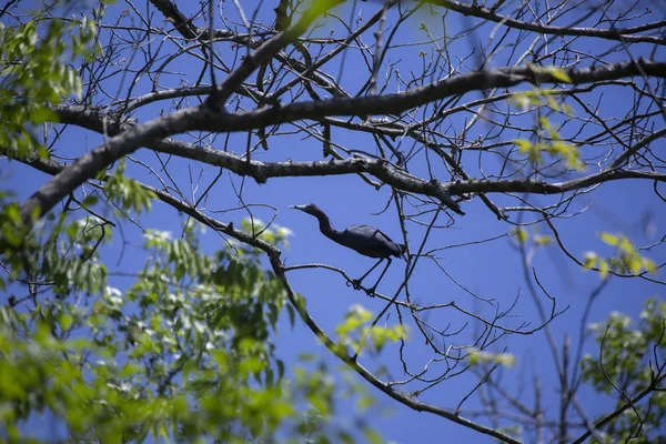 Маленька Блакитна Чапля Egretta Caerulea Натягнута Гілку Дерева — стокове фото