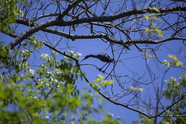 少しブルー ヘロン Egretta Caerulea 木の枝の昆虫探し — ストック写真