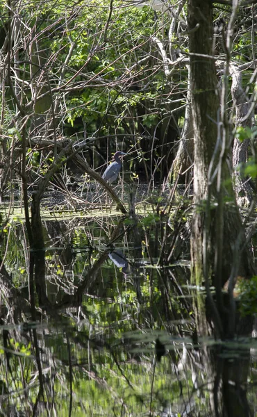 Kleiner Blaureiher Egretta Caerulea Rande Eines Sumpfes — Stockfoto