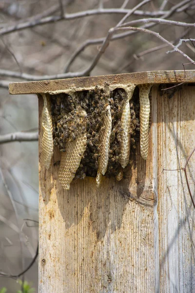 Nahaufnahme Einer Bienenwabe Voller Bienen — Stockfoto