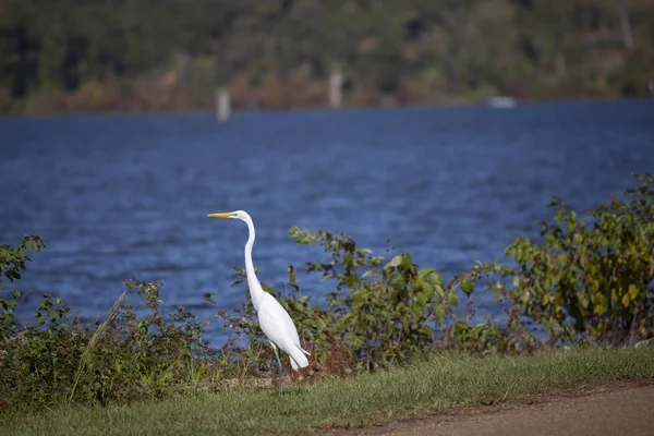 Grande Torre Ardea Alba Uma Costa — Fotografia de Stock