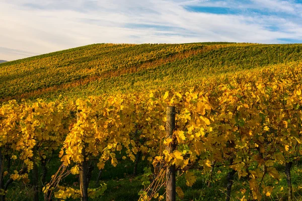 Sunrise Vineyard Early Morning Winery Fields Landscape Nature Outdoors Nature — Stock Photo, Image