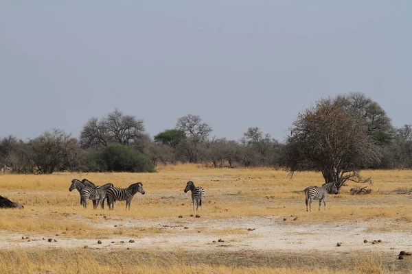 Zebras Savannah África Austral — Fotografia de Stock