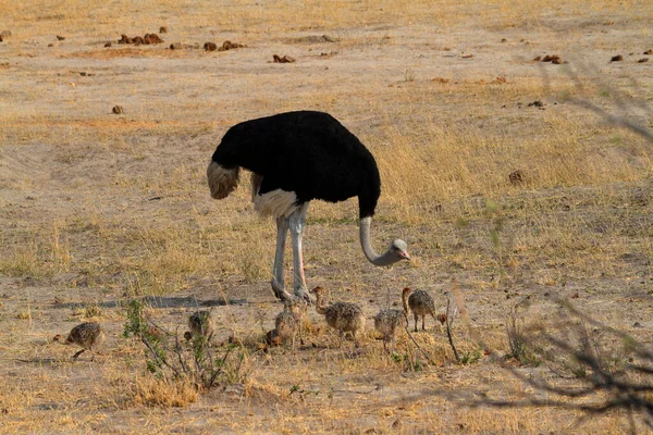 Struisvogel Vogel Grootbrengen Van Kuikens Savanne — Stockfoto