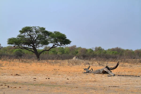 Savannah Southern Africa — Stock Photo, Image