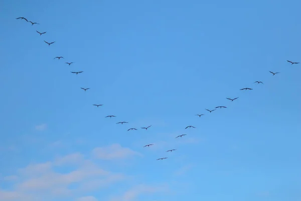 青い空を飛ぶ渡り鳥の群れ V字型に移動し 飛行するクレーン 秋になるとラトビアから南へ移動します 青空への渡り鳥の群れ — ストック写真