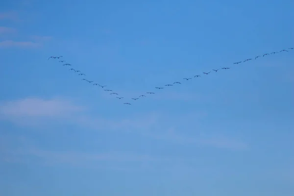 成群的候鸟在蓝天中飞翔 鹤以V形队形移动和飞行 在秋天 鹤从拉塔维亚迁移到南方 成群的候鸟在蓝天的映衬下 — 图库照片