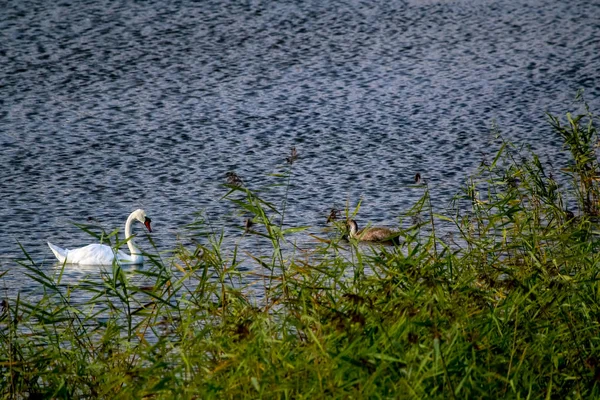 Floating Waterfowl Young Swans Wild Birds Swimming Lake Wildlife Landscape — Stock Photo, Image