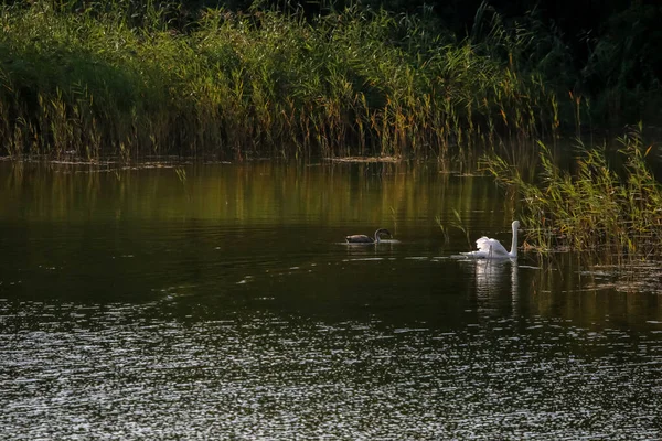 Floating Waterfowl Cisnes Jovens Aves Selvagens Nadando Lago Paisagem Vida — Fotografia de Stock
