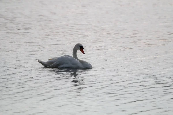 Cisne Aves Aquáticas Flutuante Pássaros Selvagens Nadando Lago Paisagem Vida — Fotografia de Stock