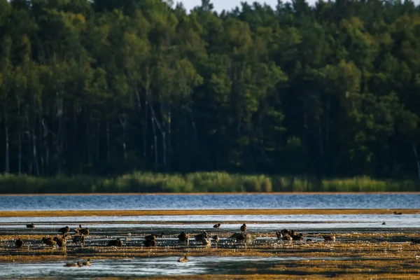 浮動小数点水鳥のアヒル 野生の鳥は 野生動物の風景の上で泳ぐ ケメリ国立公園の湖で泳ぐアヒル スロカス湖 ラトビアで素晴らしい白い白鳥の鳥の水泳 アヒルが湖で泳いでいる大規模なコロニー — ストック写真