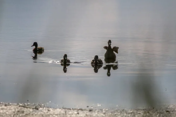 Floating Waterfowl Young Ducks Wild Birds Swimming Lake Wildlife Landscape — Stock Photo, Image