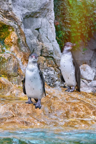 Magellanpinguin Spheniscus Magellanicus Der Küste — Stockfoto