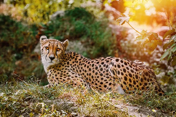 Cheetah Acinonyx Jubatus Suelo — Foto de Stock