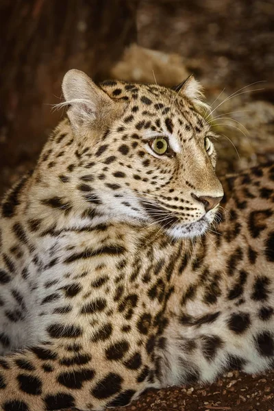 Closeup Portrait Leopard Panthera Pardus — Stock Photo, Image