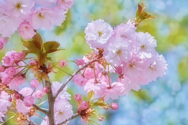 Flor Cerezo Agrio Primavera — Foto de Stock