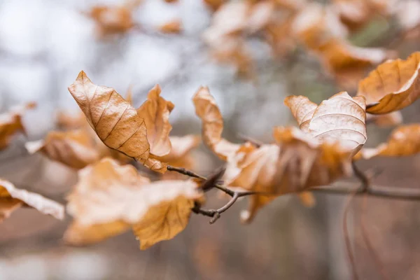 Naranja Secas Hojas Muertas Rama Muchos Denso Otoño Arrugado Aire —  Fotos de Stock