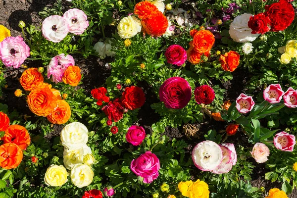 Mooie Kleurrijke Geel Paars Wit Oranje Park Bloemen Tuinstad Landschapsarchitectuur — Stockfoto