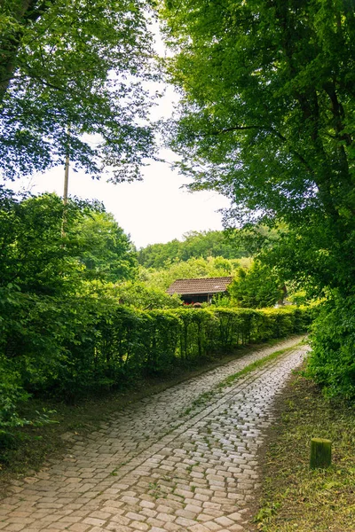 Chemin Pavé Dans Forêt Avec Des Arbres Huttes Ciel Clair — Photo