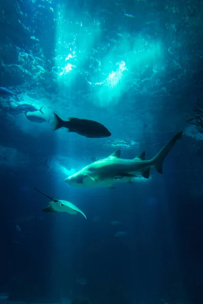 Underwater Aquarium View Fishes Shark Sun Rays Water Wildlife — Stock Photo, Image