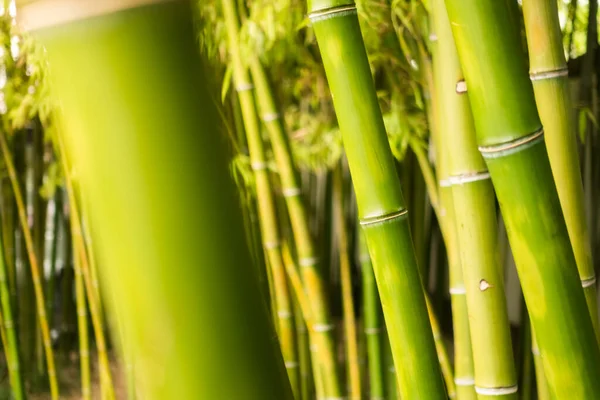 Närbild Dessa Grönskande Bambu — Stockfoto