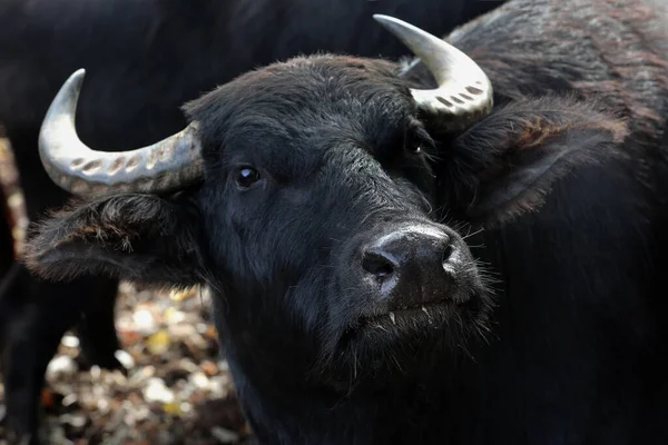 Buvolí Zvíře Přírodě Skot — Stock fotografie