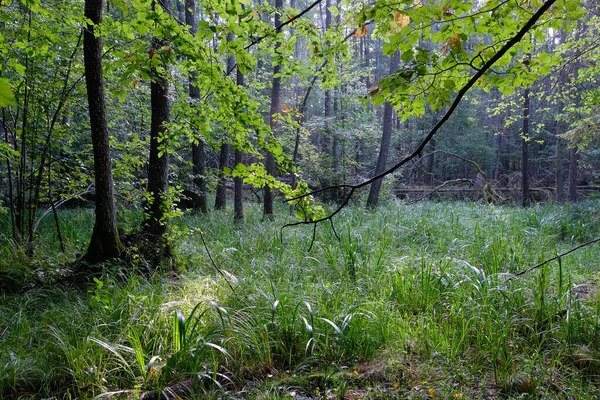 Matin Lever Soleil Brumeux Dans Une Forêt Feuillus Avec Vieux — Photo