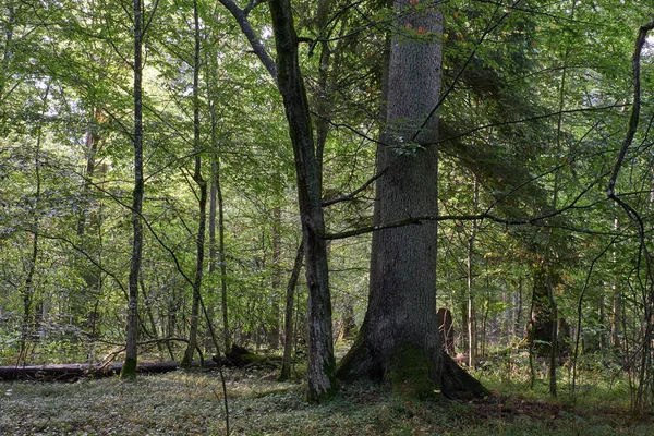 Oude Monumentale Fijnspar Voor Jonge Haagbeuken Bos Van Bialowieza Polen — Stockfoto