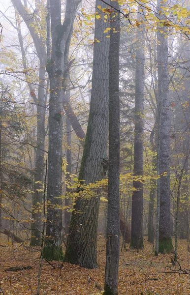 紅葉自然林ビャウォヴィエジャの森 ポーランド ヨーロッパの霧の朝 — ストック写真