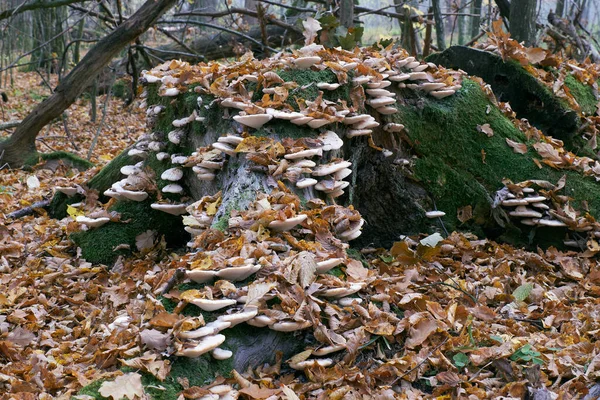 Höstsvamp Växer Över Gamla Stubbe Bialowieza Forest Polen Europa — Stockfoto