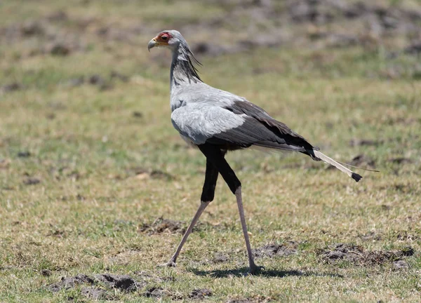 Sekretarka Ptaków Rezerwacie Moremi Gry Delta Okawango Botswana — Zdjęcie stockowe