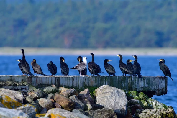 Grupo Grandes Corvos Marinhos Costa — Fotografia de Stock