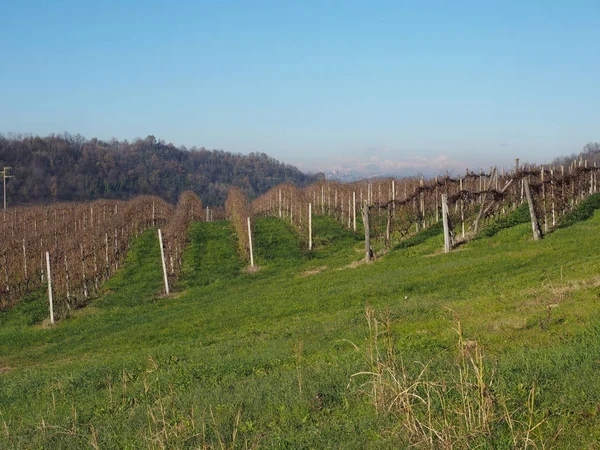 Piedmont Barbera Barolo Nebbiolo Şarabı Şarap Için Onların Üzüm Bağları — Stok fotoğraf
