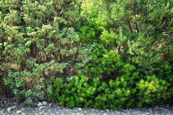 Kreupelhout Van Groene Bush Adriatische Zee Kroatië Zomer — Stockfoto