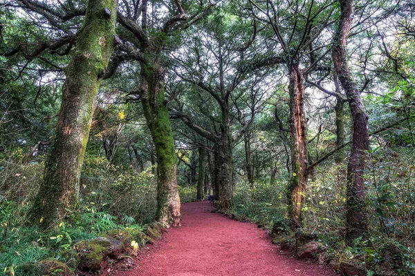 Ruta Forestal Bijarim Isla Jeju Tomada Durante Invierno Bosque Bijarim — Foto de Stock