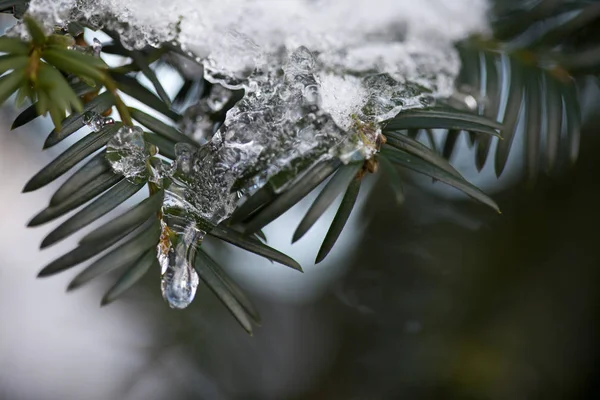 Fechar Uma Árvore Coberta Neve Com Cristais Gelo — Fotografia de Stock