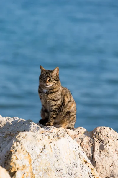 海滩上的一只猫 — 图库照片