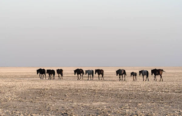 Konie Patelni Makgadikgadi Patelni Nwetwe Botswanie — Zdjęcie stockowe