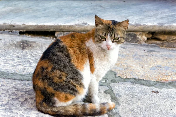 Перегляд Крупним Планом Кішки Валлетті Мальта — стокове фото