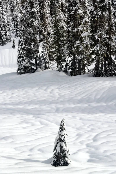 Одинокое Дерево Покрытое Снегом Горе Национальный Парк Рейнир Вашингтоне — стоковое фото