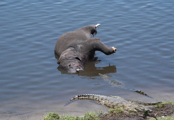 Мертвый Слон Крокодилами Реке Чобе Ботсвана — стоковое фото